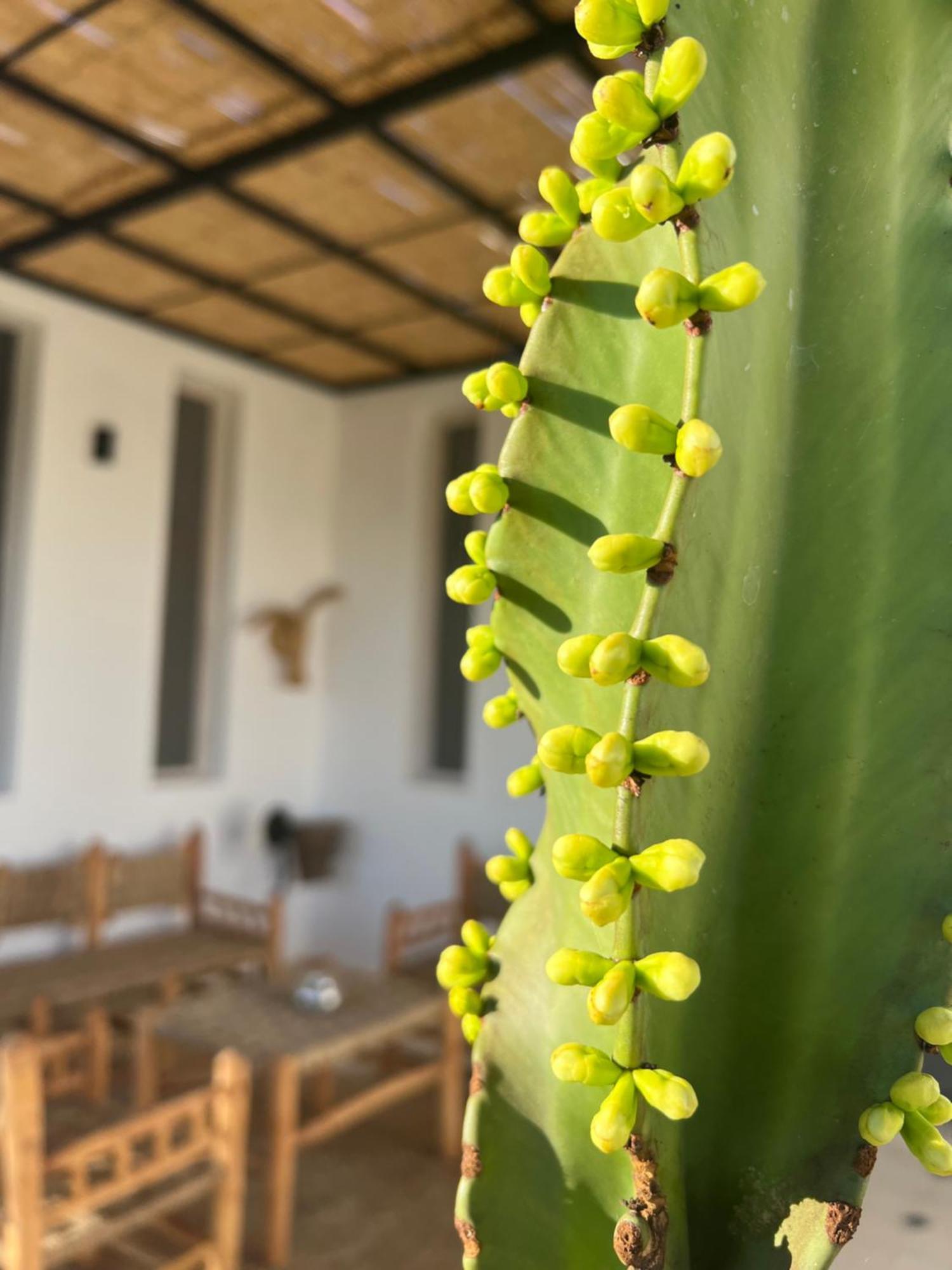 Manzar Piscine Chauffee Homestay Essaouira